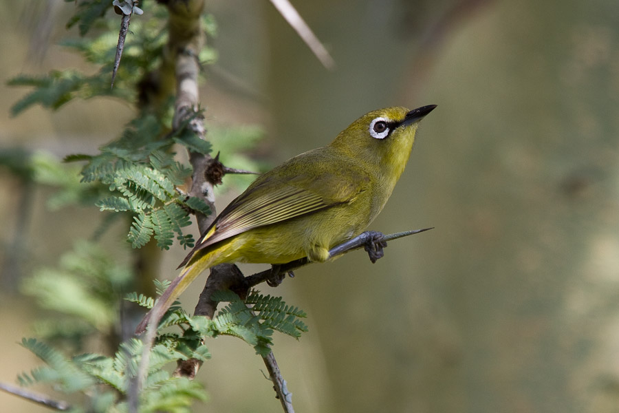 A cape whiteye