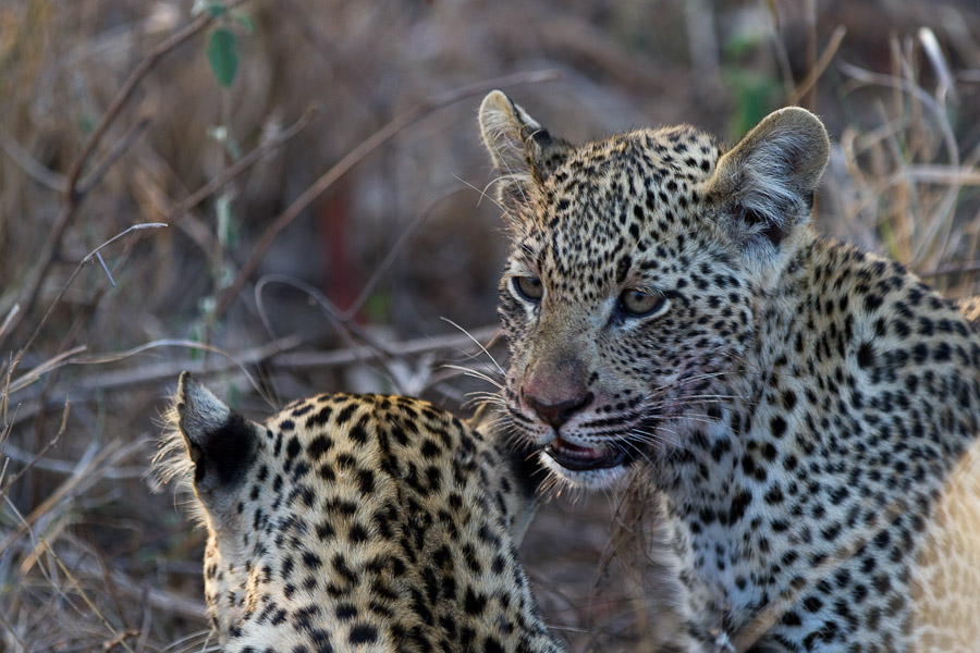 Two young leopards