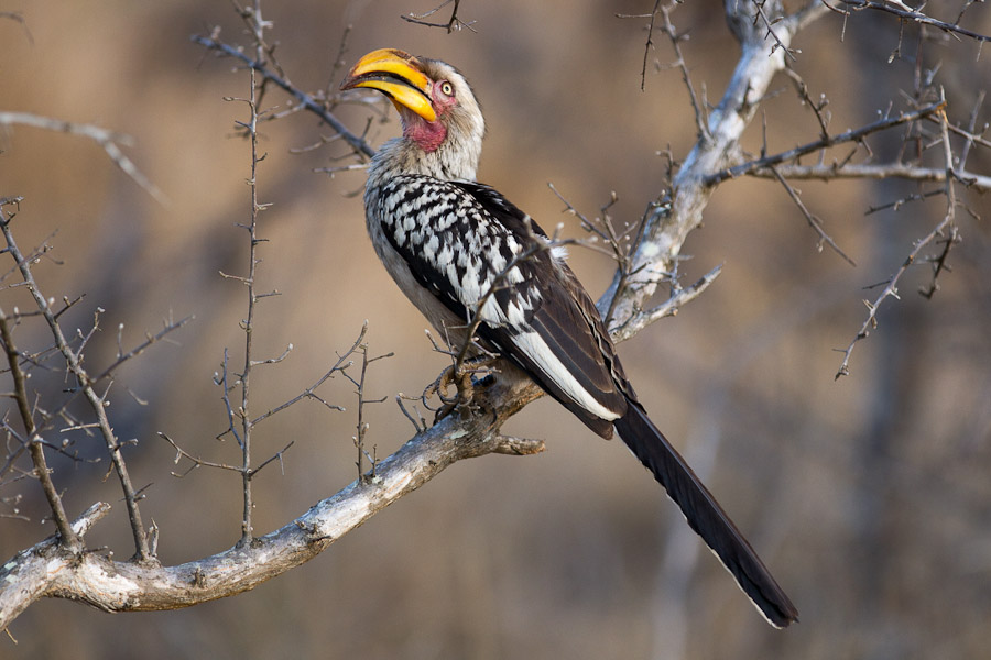 A yellow-billed hornbill