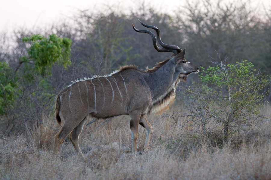 Male kudu