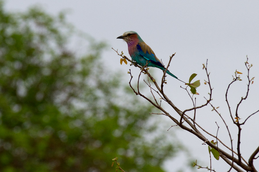 Lilac-breasted roller