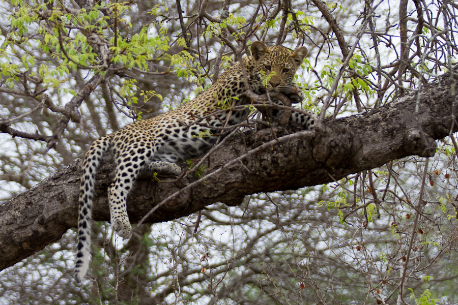 Young leopard