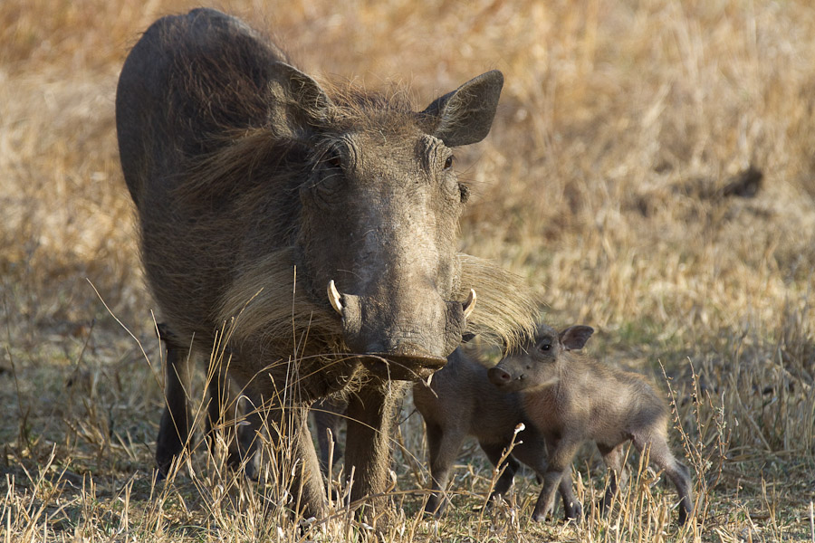 Warthogs