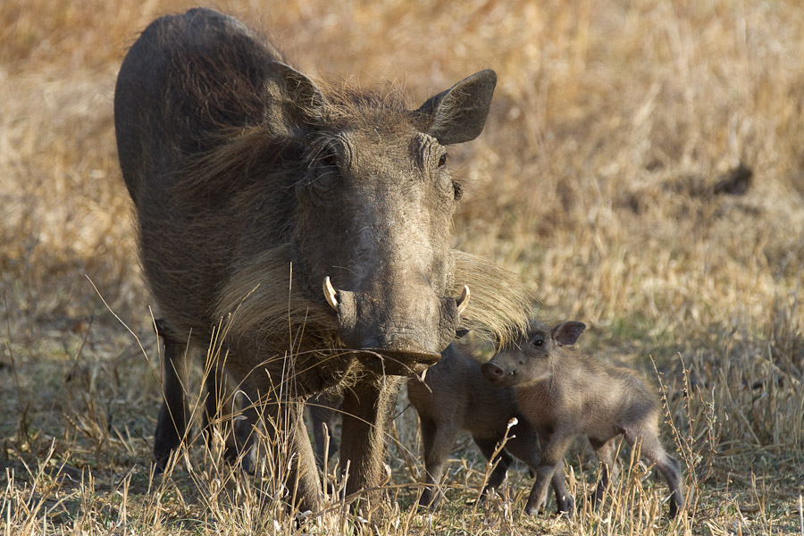 Warthogs