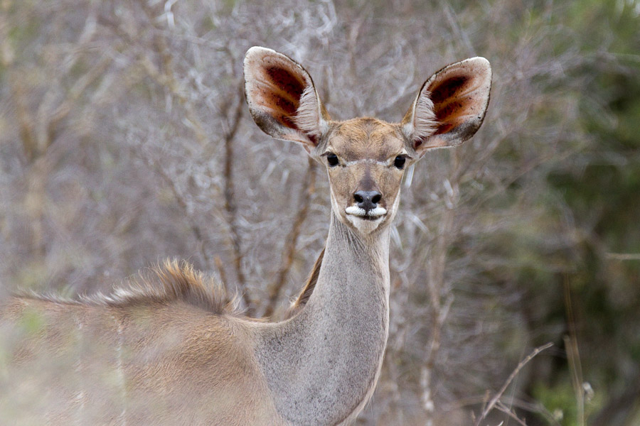 Female kudu