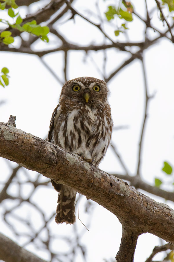 Pearl spotted owlet