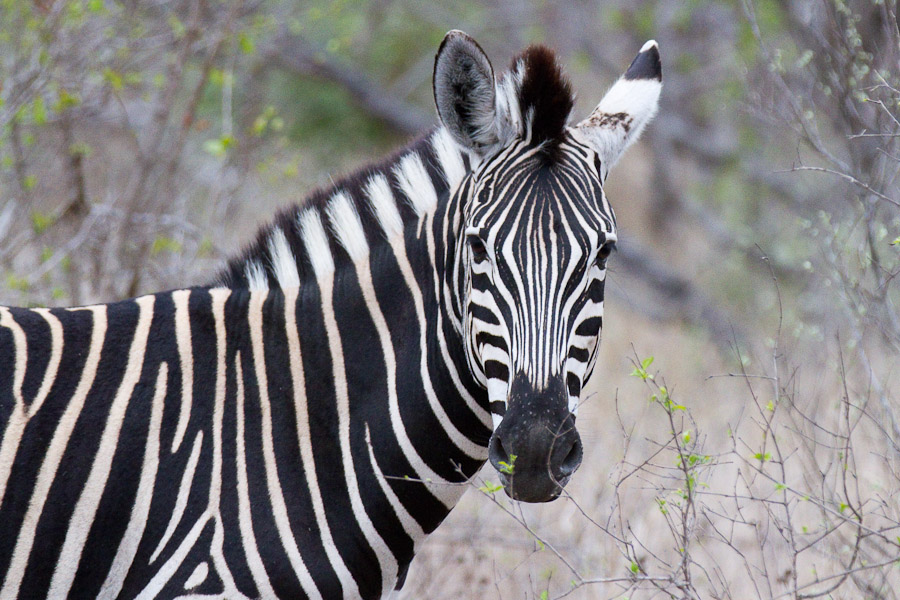 Burchell's zebra