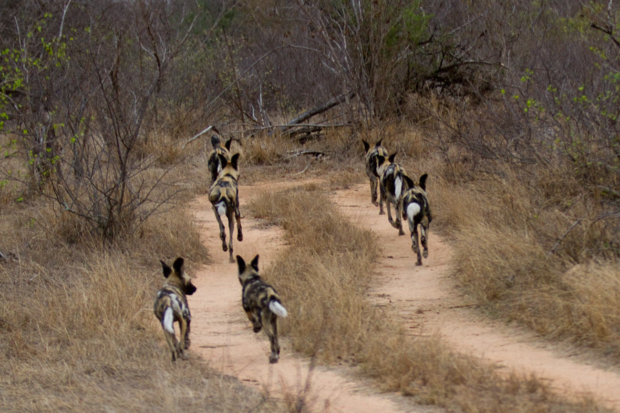 Wild dog pack