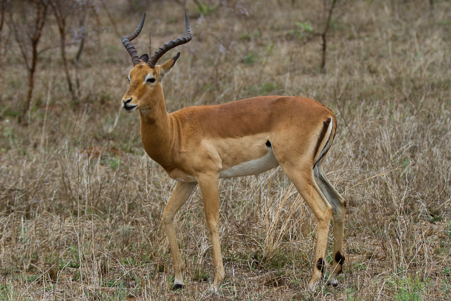 Impala