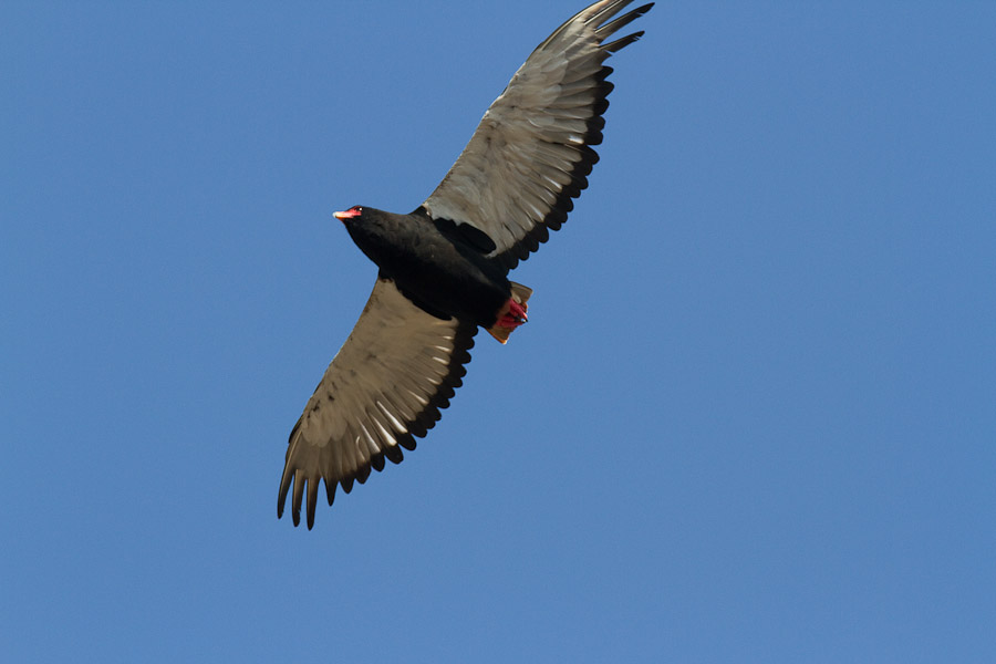 Bataleur eagle