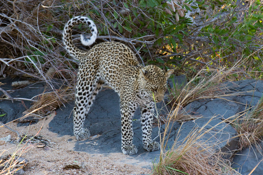 Young leopard