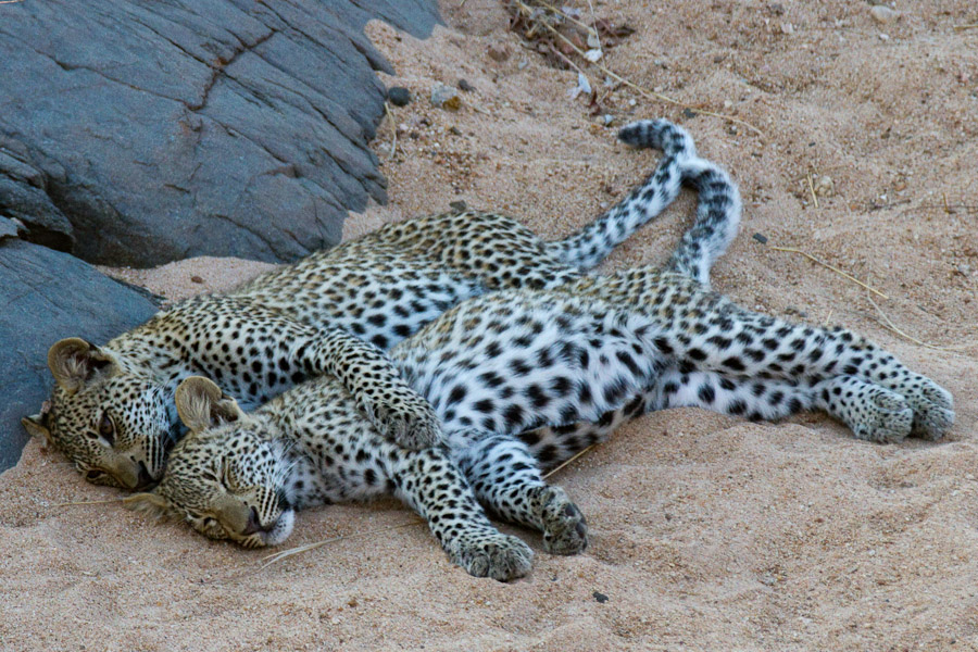 Young leopards