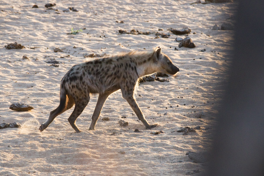 Spotted hyena