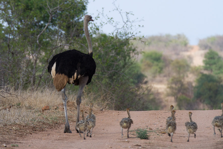 Ostrich and chicks