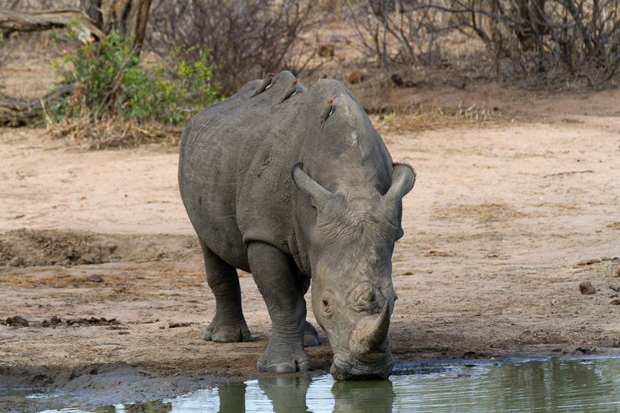 White rhino