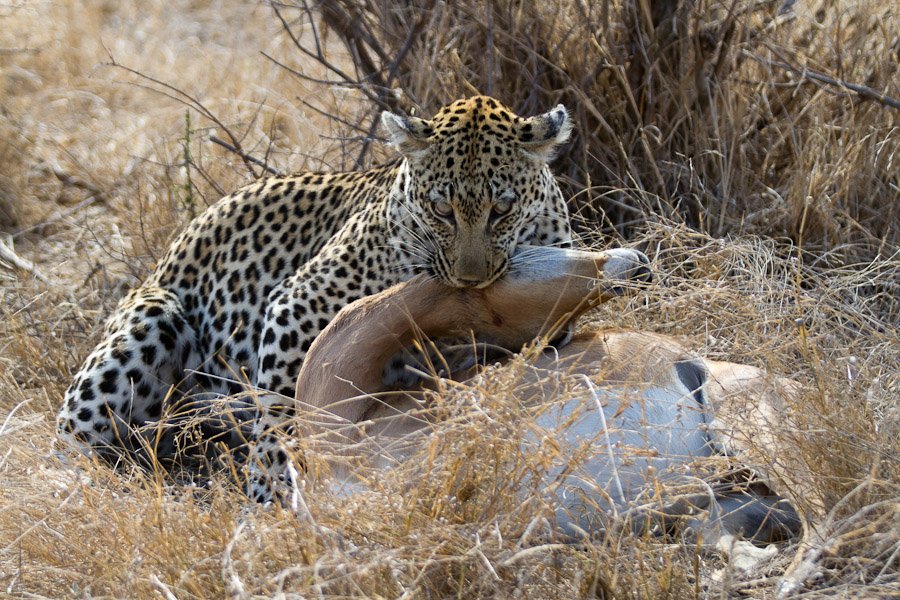 Leopard and impala