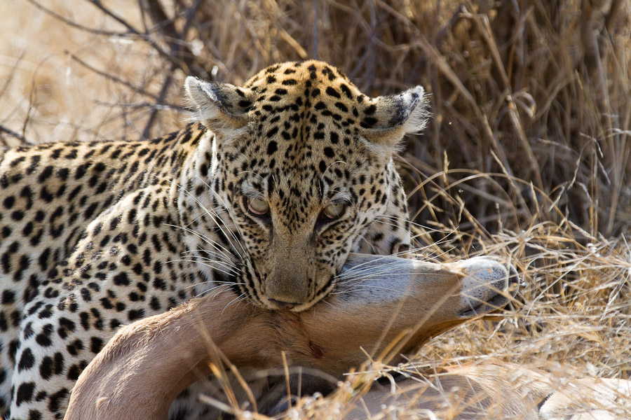 Leopard and impala