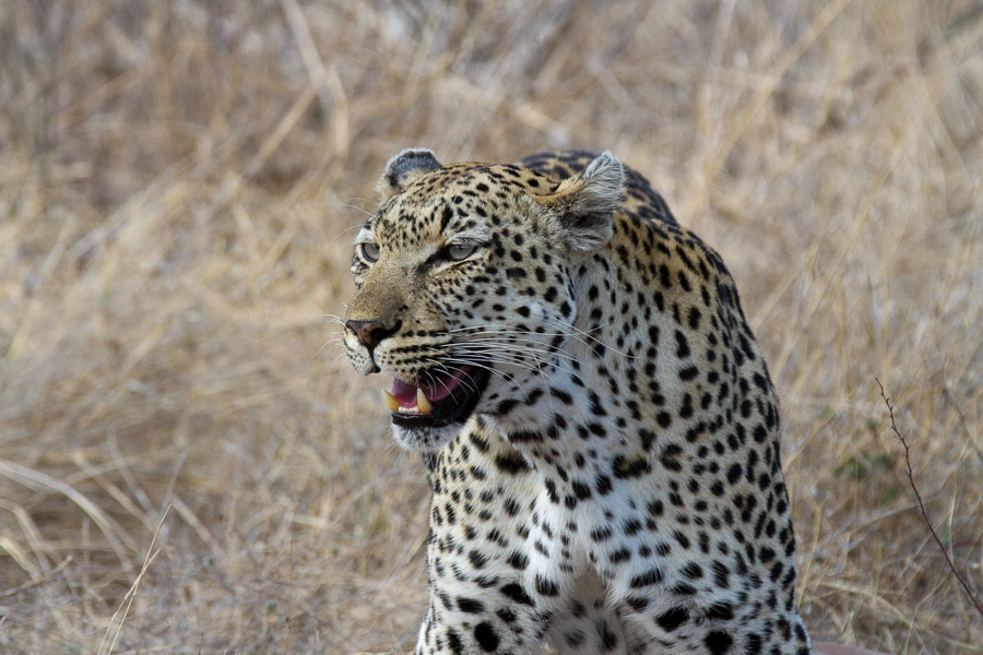 Leopard