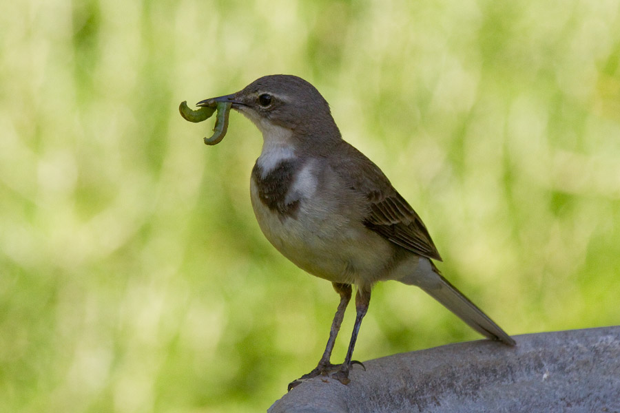 Cape wagtail