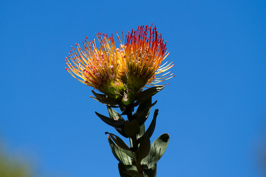 Protea