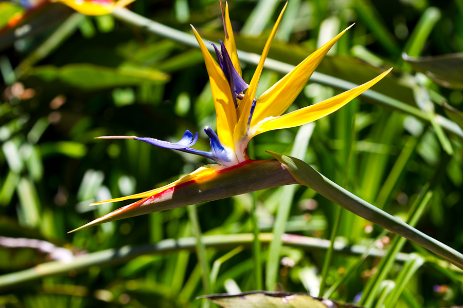 Strelizia or crane flower