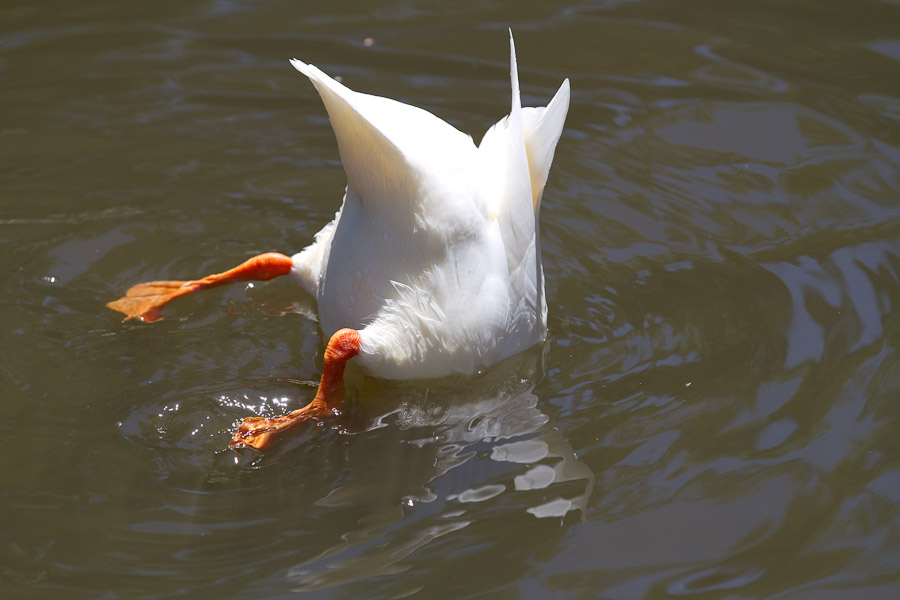 Duck dabbling