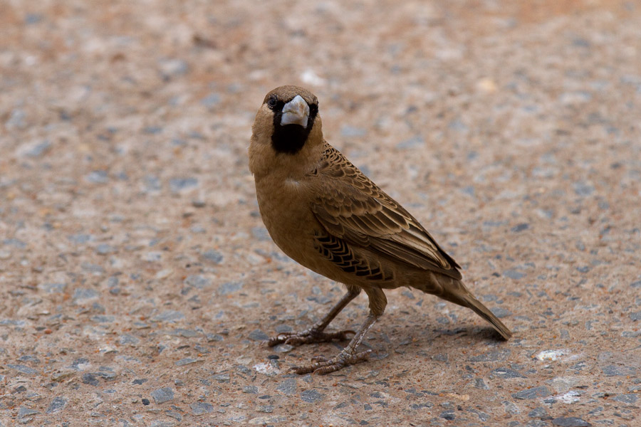 Sociable weaver