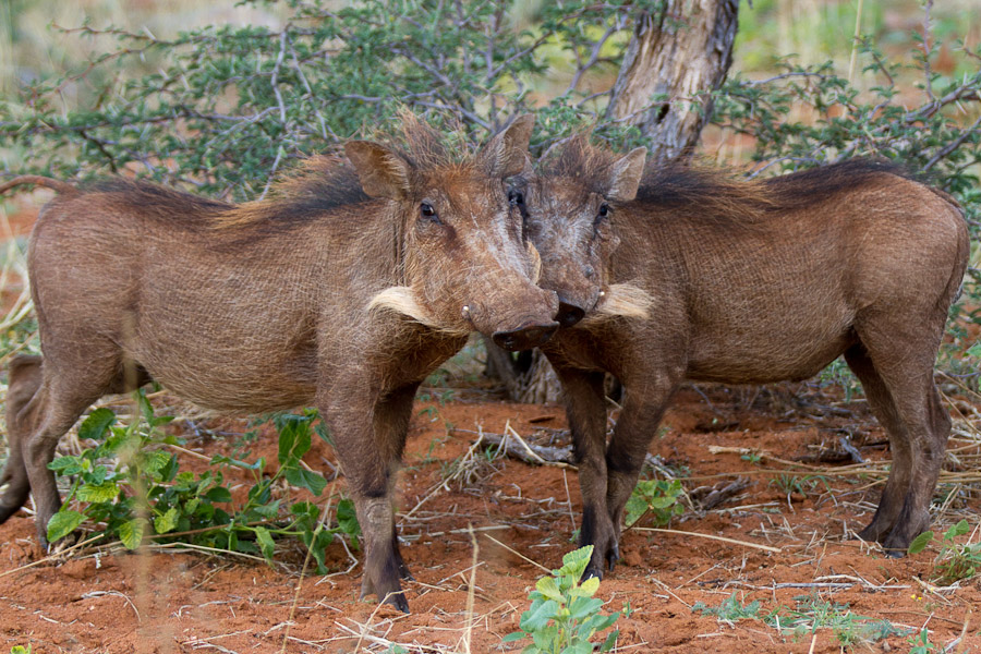 Warthogs