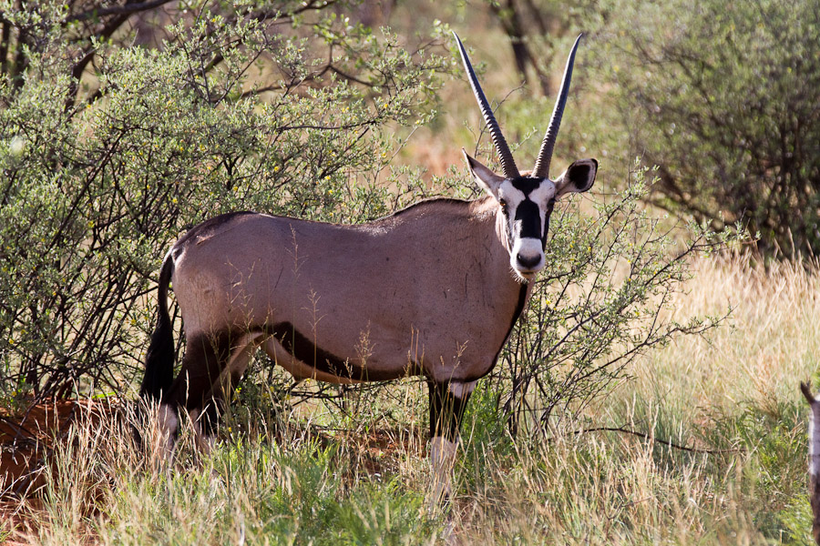 Oryx or gemsbok