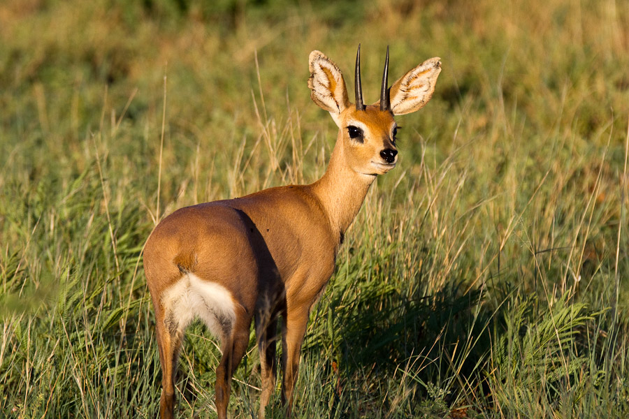 Young steenbok