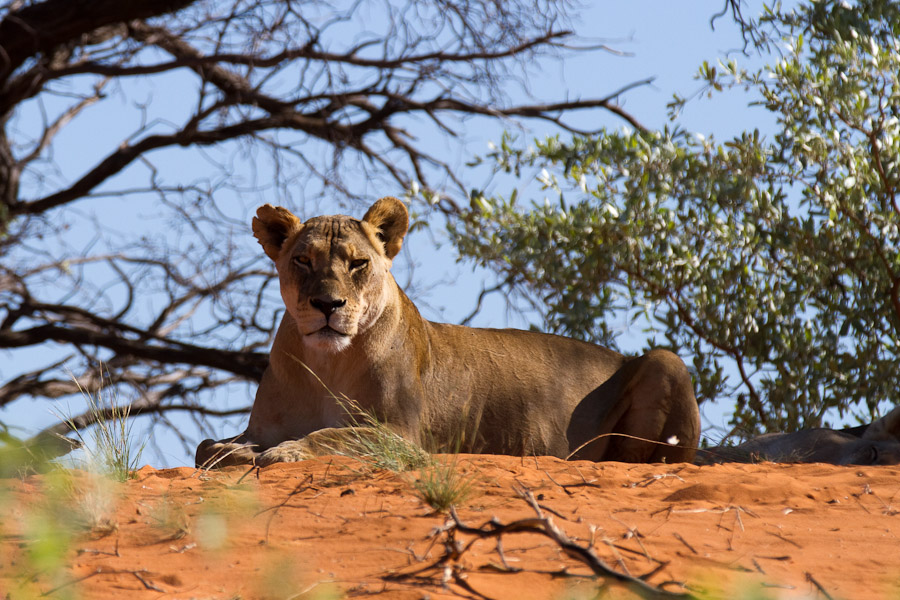 Kalahari lioness