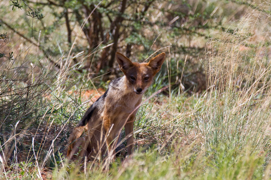 Black backed jackal