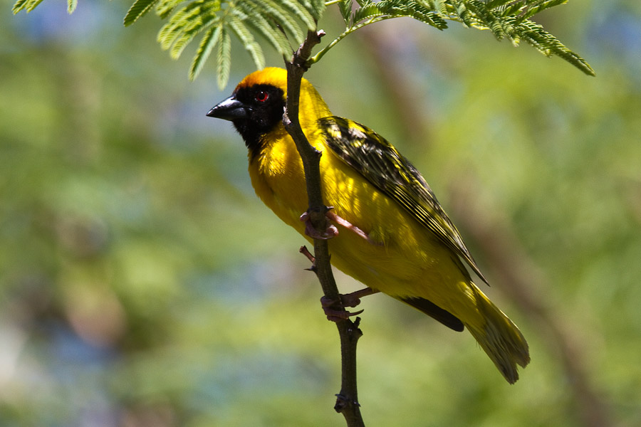 Masked weaver