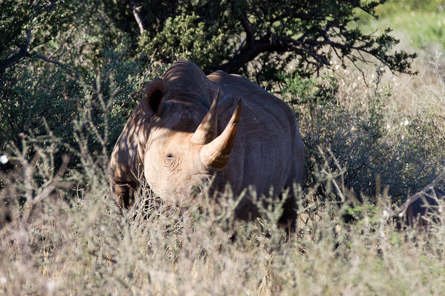 Black rhino