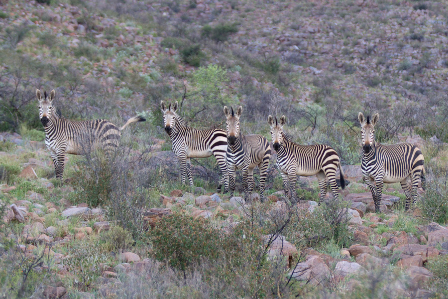 Mountain zebra