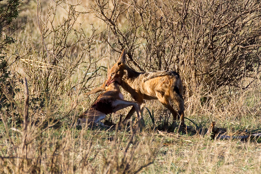 Black backed jackal