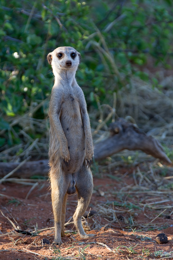 Meercat