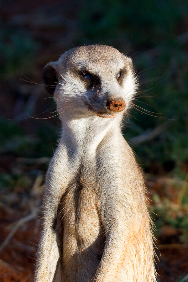 Meercat