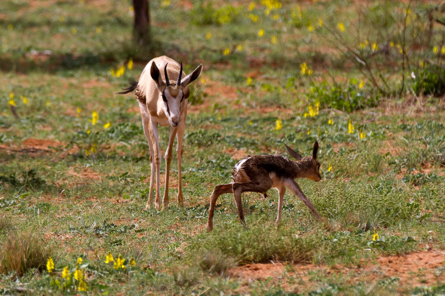 Springboks