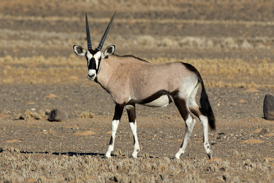 An oryx in Namibia