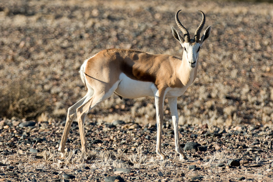 A springbok