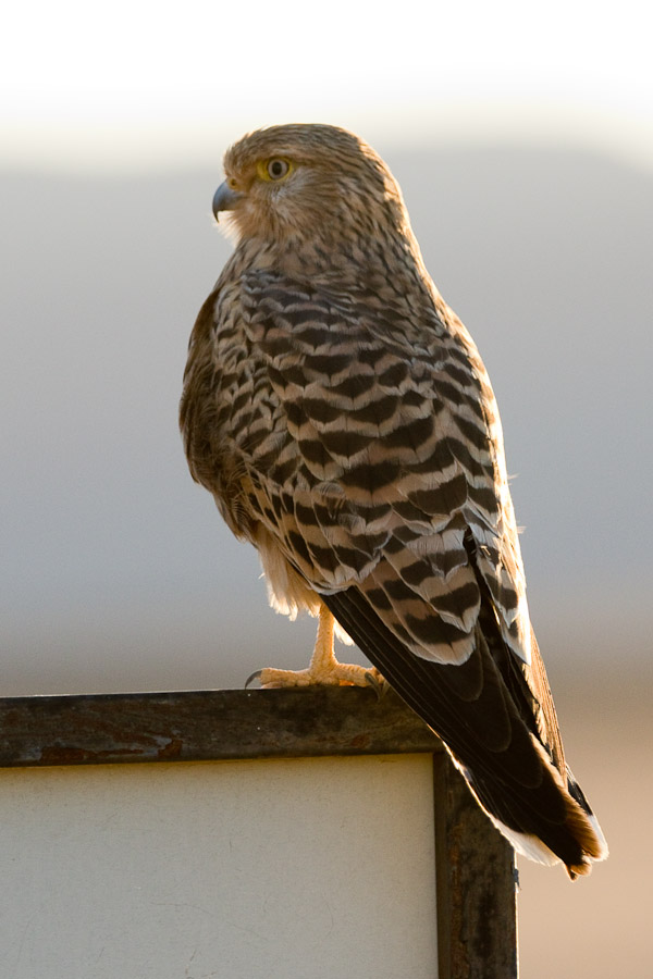 A greater kestrel in Namibia