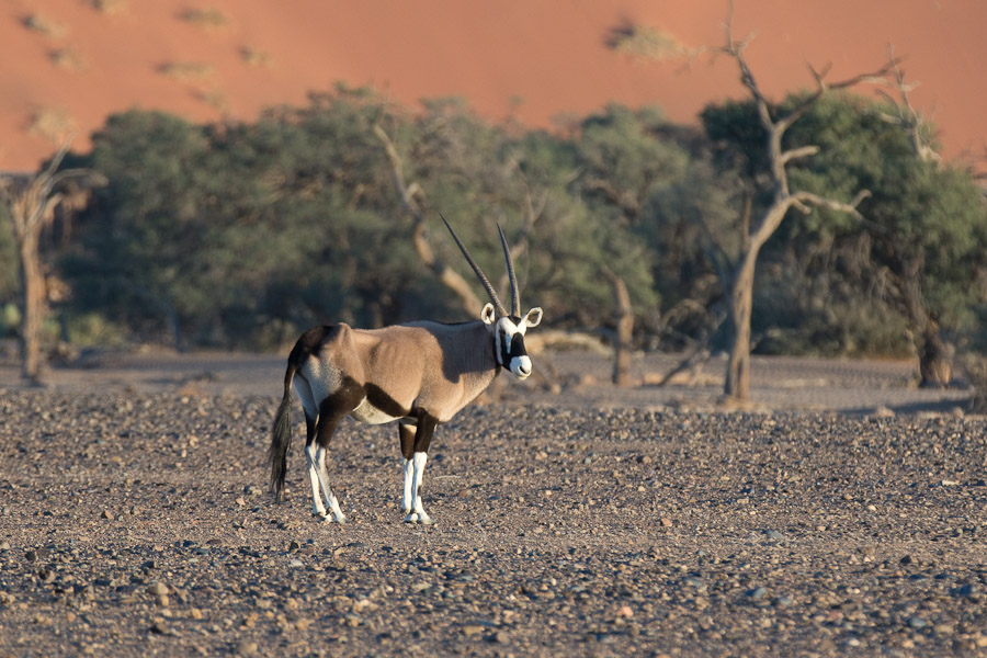 An oryx, with red Namib dunes
