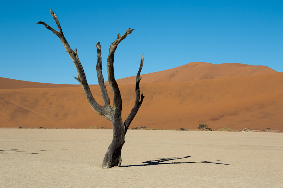 Tree on deadvlei