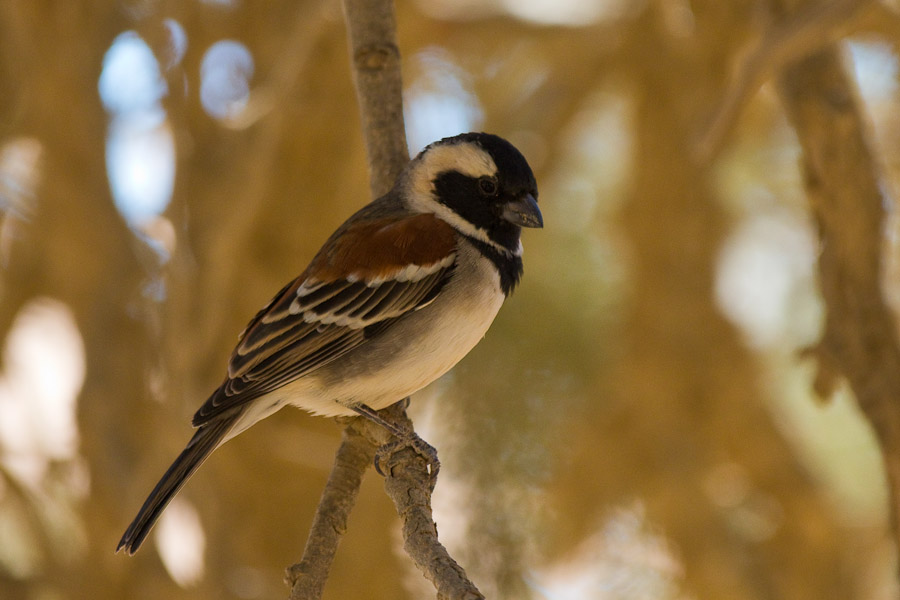 Cape sparrow