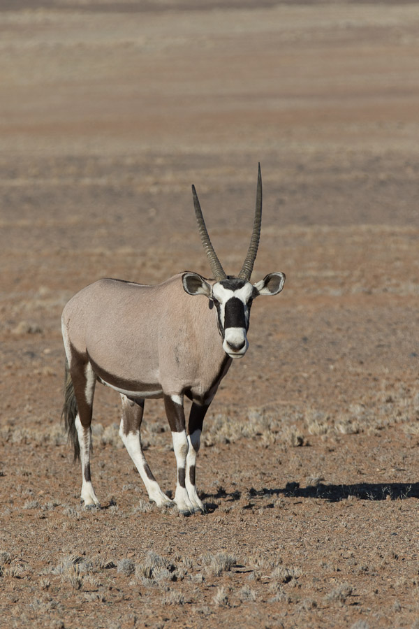 Oryx