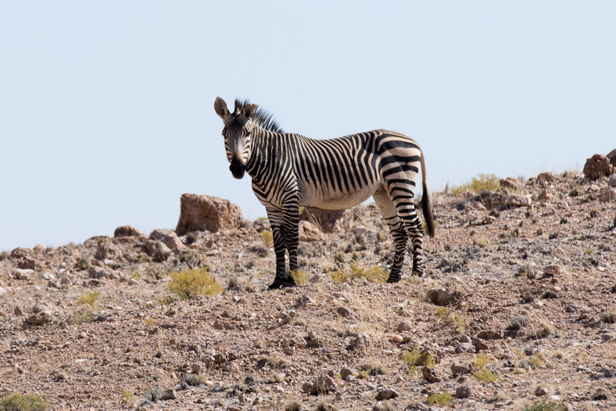 Hartmann's zebra