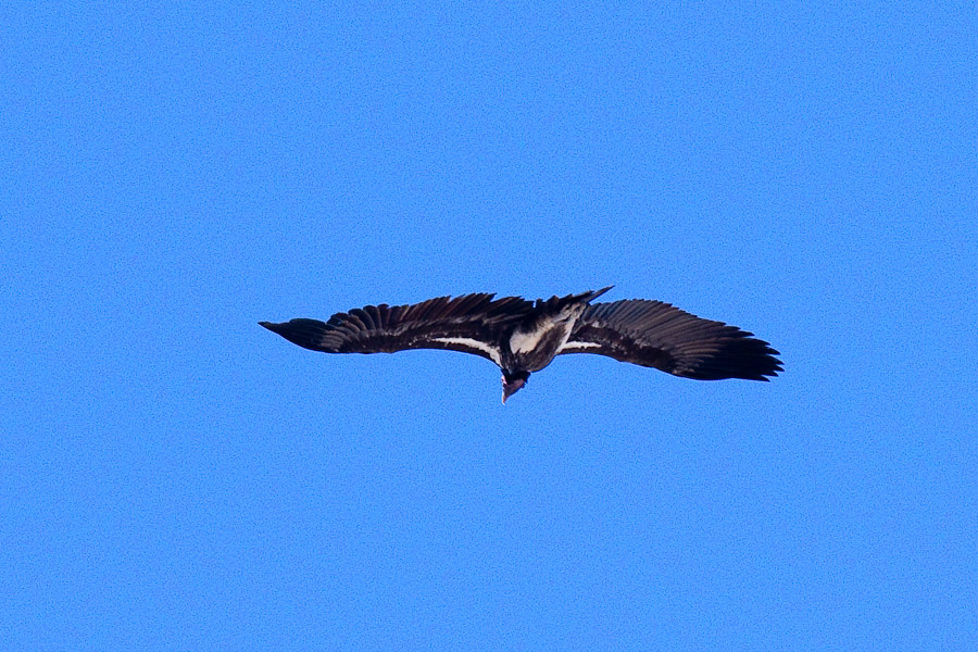 A lappet vulture