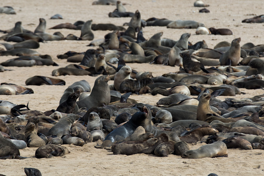 African fur seals (strictly sea-lions) at Pelican Point