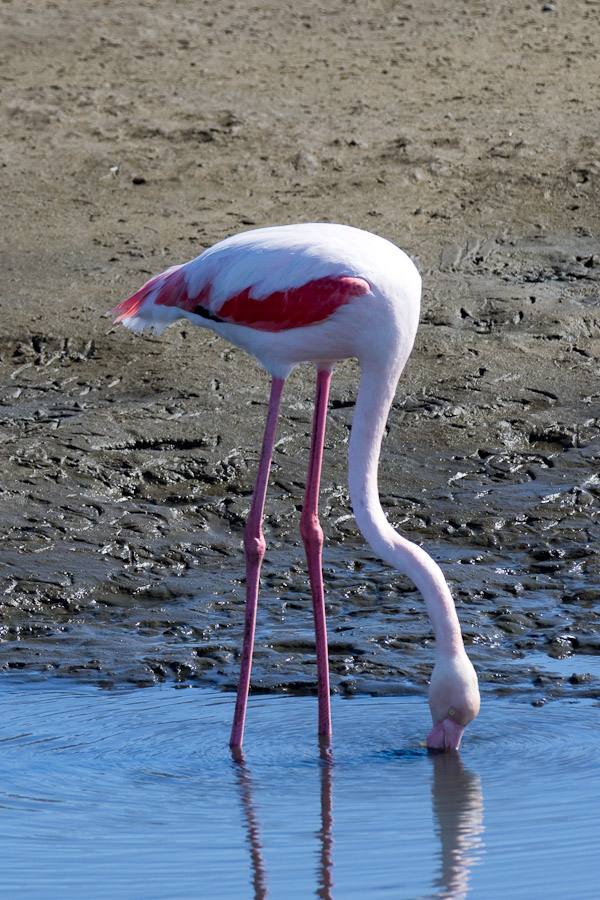Greater flamingo in Swakop